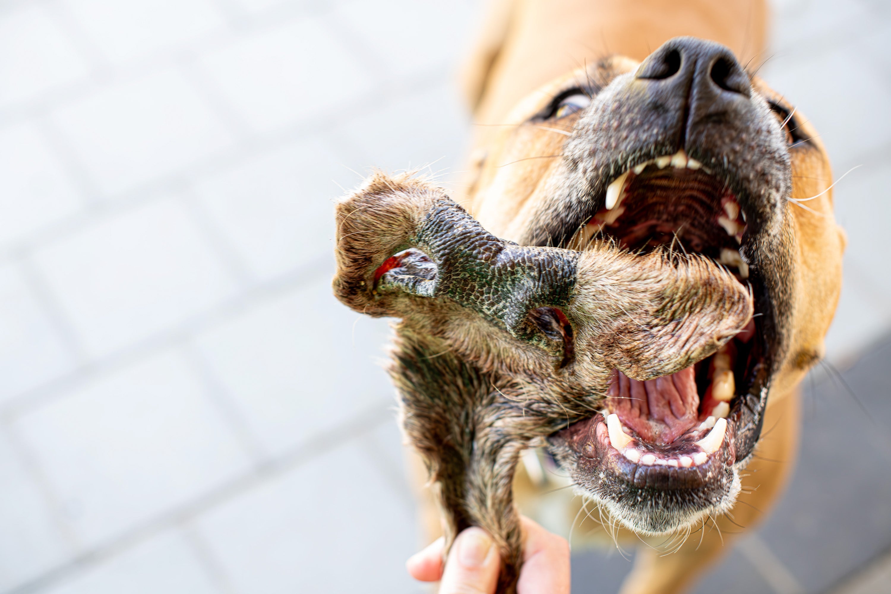 Heavy Chewers