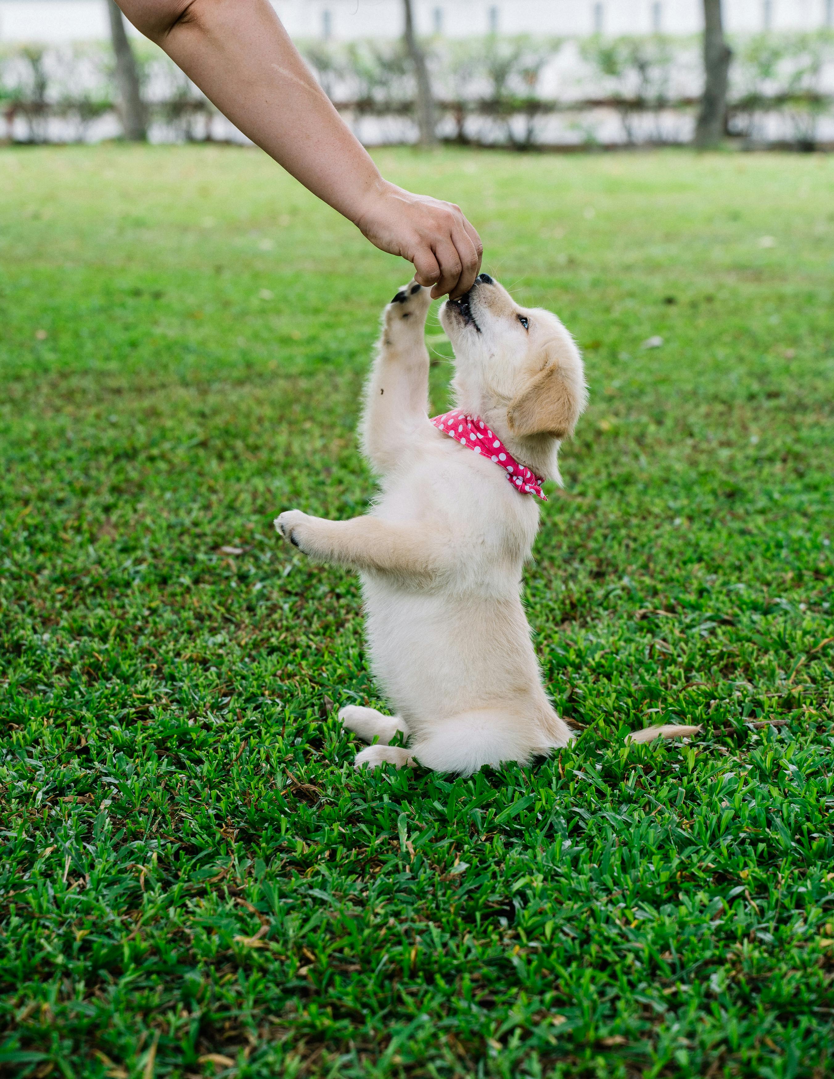 Puppy Starter Range