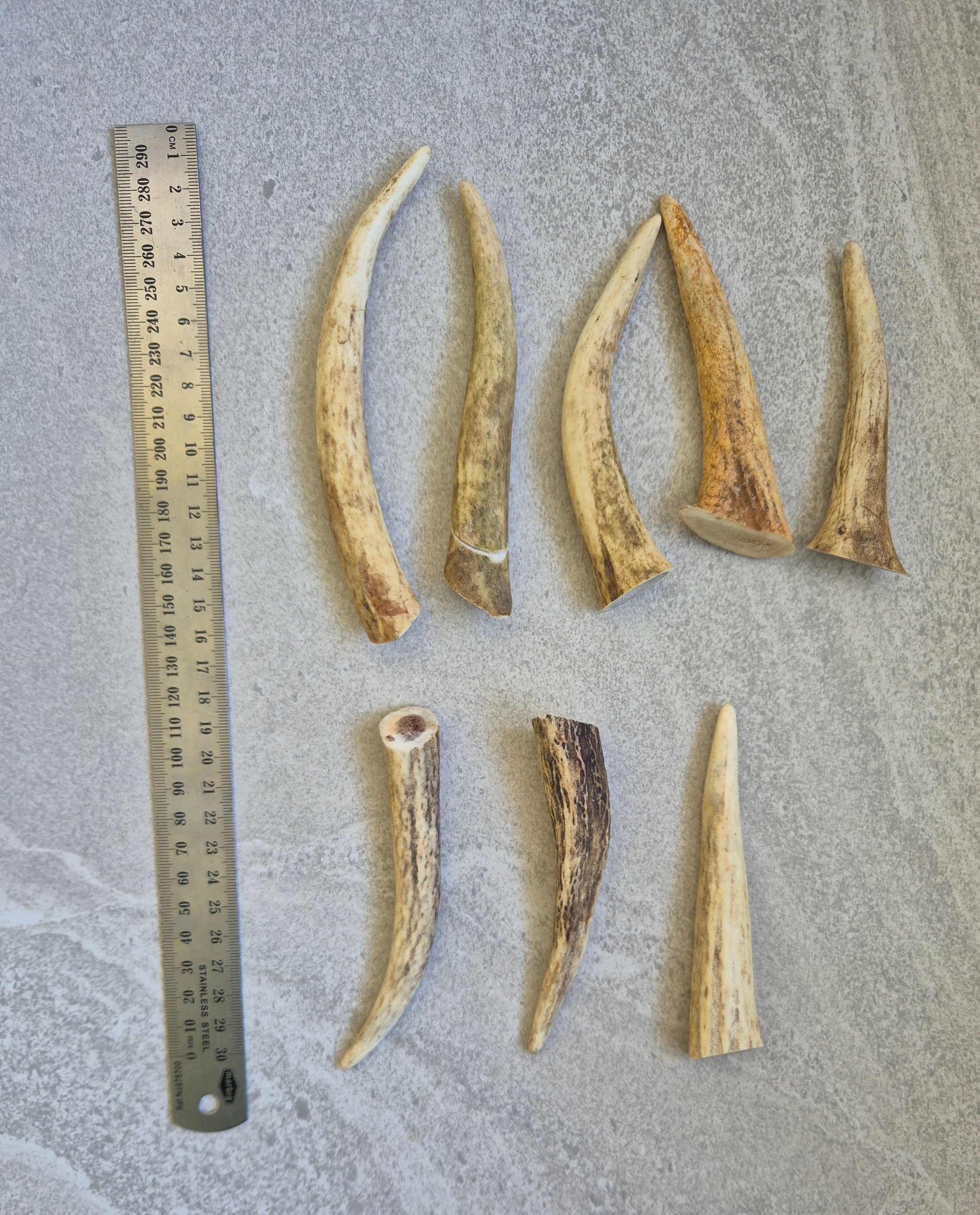 Deer Antler