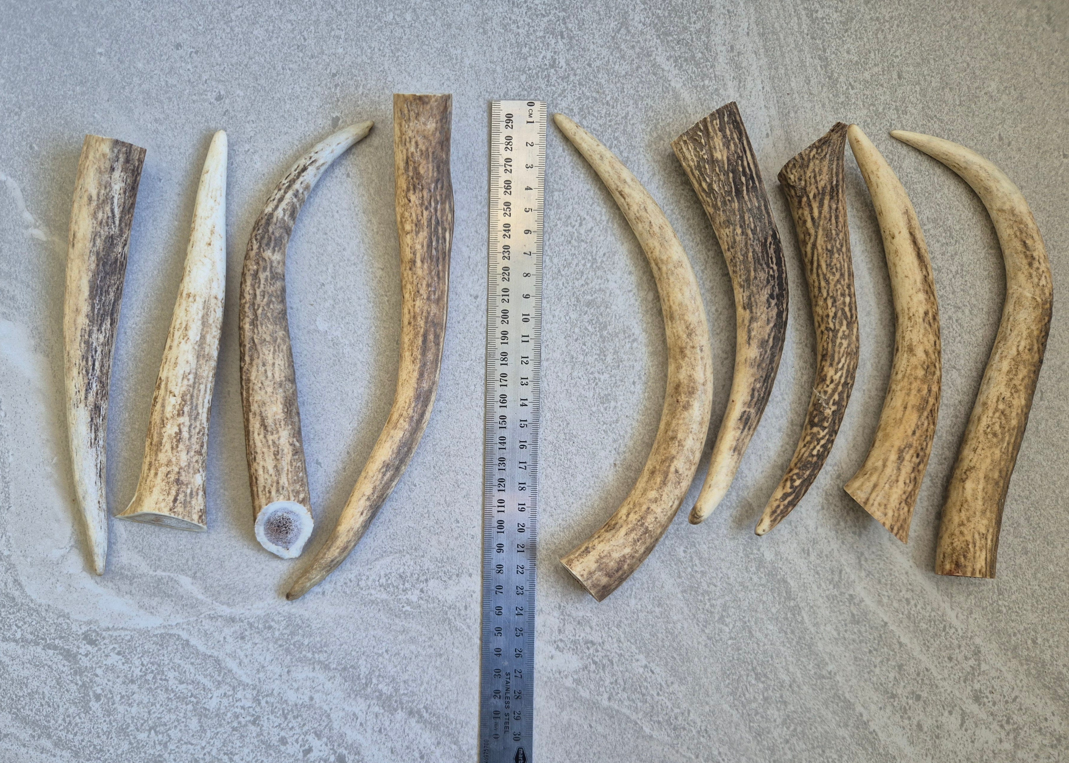 Deer Antler