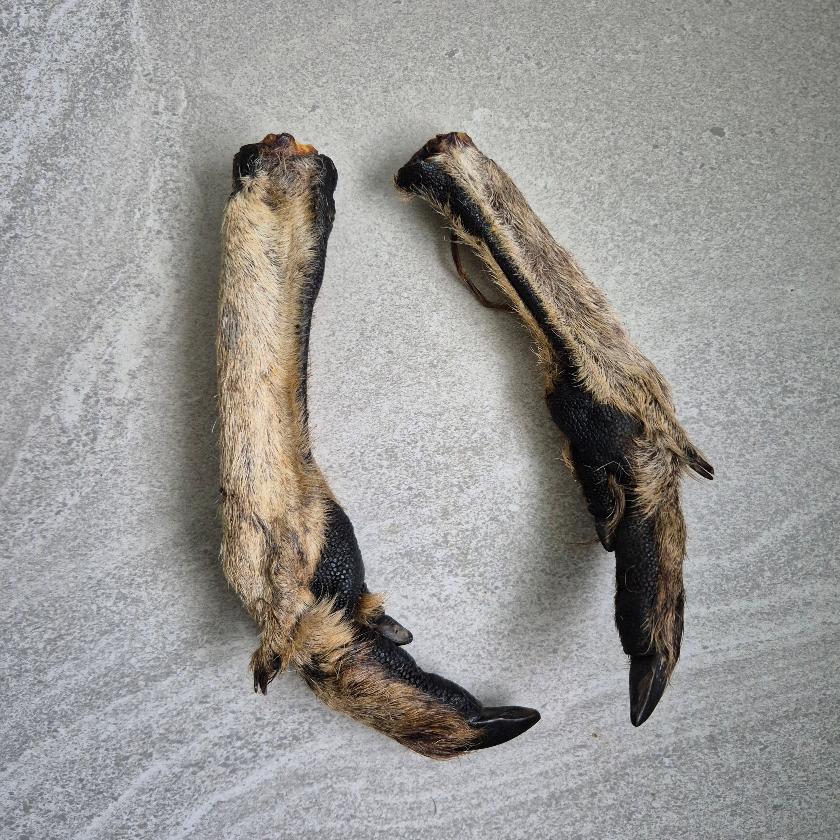 Kangaroo Foot with Fur/Claw