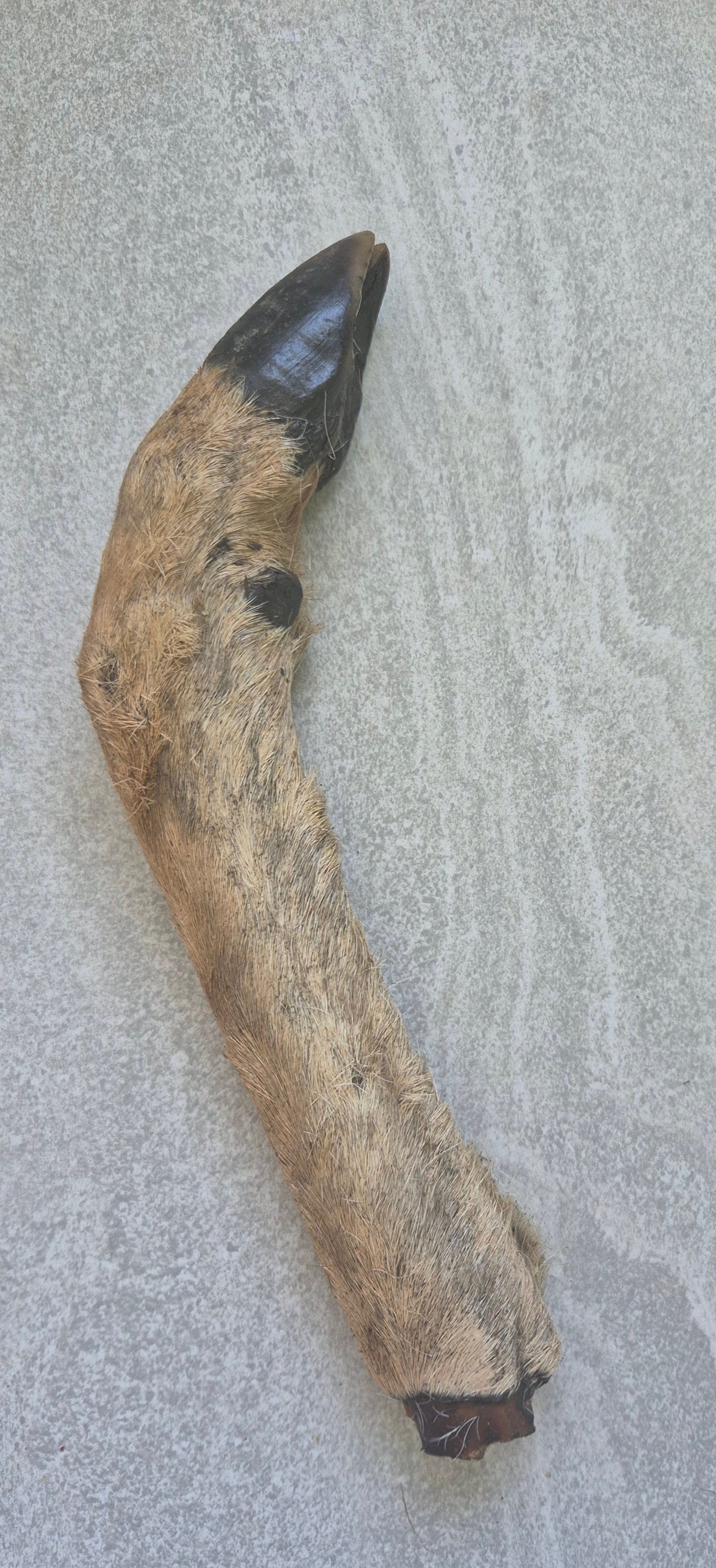 Deer Leg with hoof