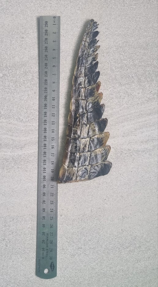 Freeze Dried Crocodile Tail Whole