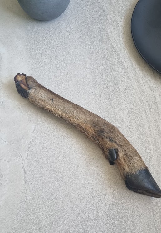 Deer Leg with hoof