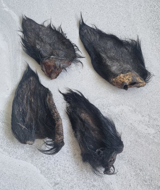 Wild Boar Ears