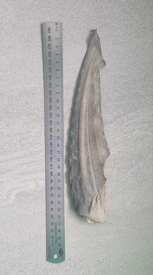 Shark Tails