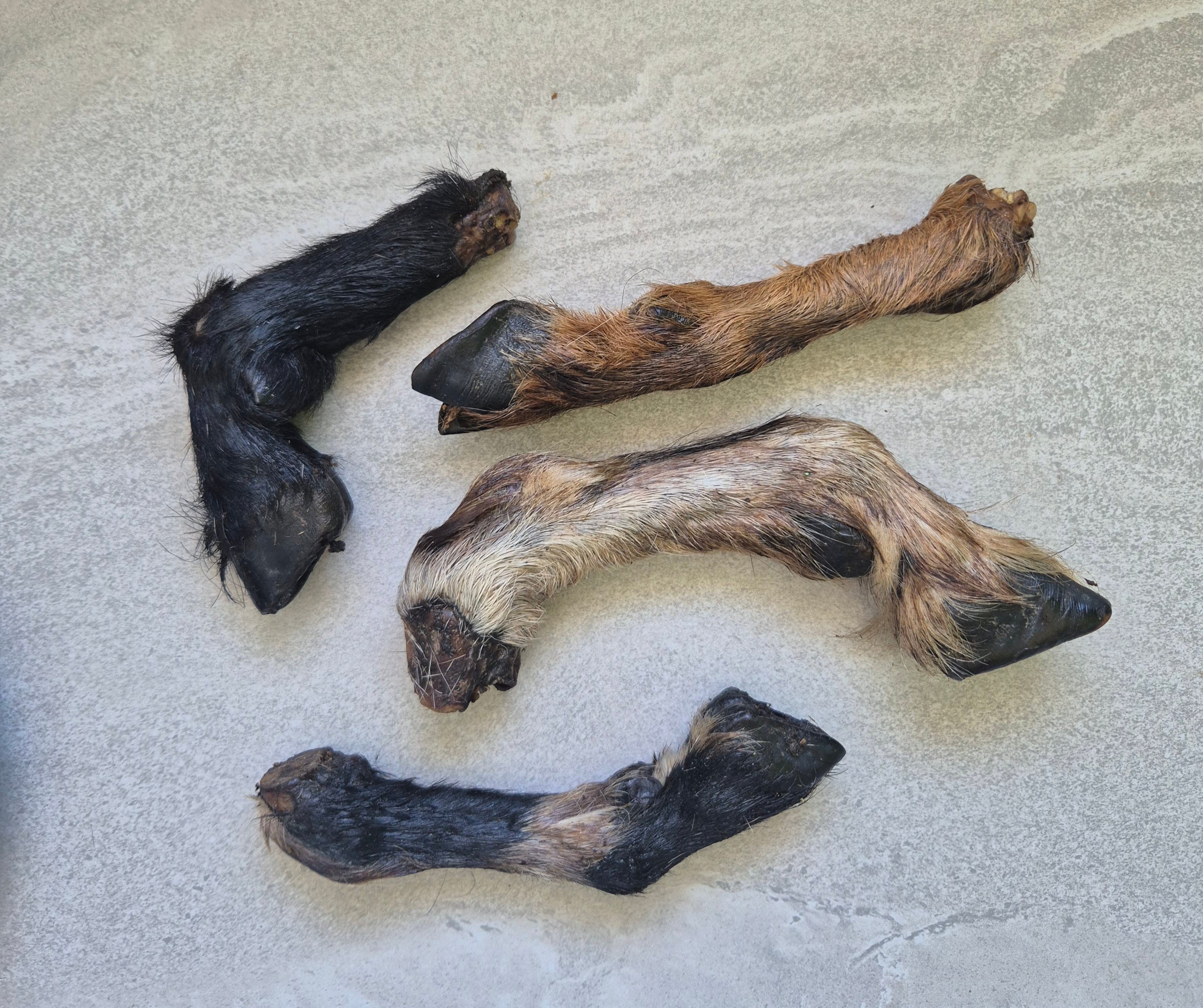 Goat trotter